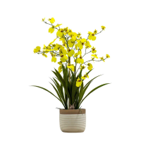 Yellow Potted Oncidium Orchid Yellow Large