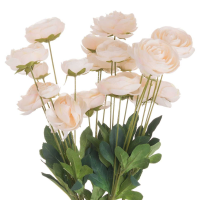 Cream Ranunculus