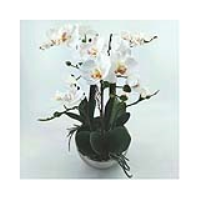 Value 46cm White Real Touch Orchid Flower In Display Chrome Pot