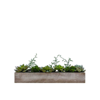 Succulent Garden