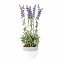 Lilac With White Pot Large