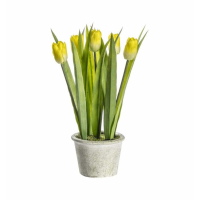 Tulips Yellow