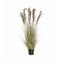 Grass With 7 Heads