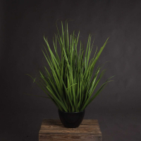 Large Field Bushy Vibrant Green Grass On Black Plastic Pot