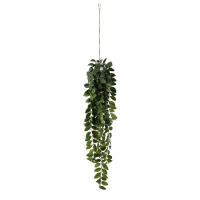 Green Hanging Philodendron Bush Large