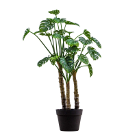 Monstera Green Large