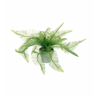 Fern Feather