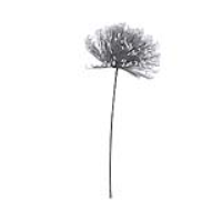 Grey Foam Single Grey Stem Spiky Flower