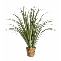 Dracaena Silver Green