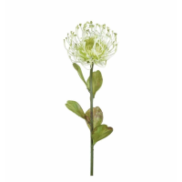 Stem White And Green (12pk)