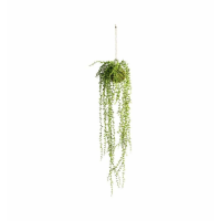 Senecio With Moss Ball