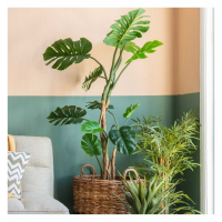 Aesthetic Lush Green Ornamental Monstera Indoor Tree 160cm Tall