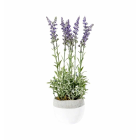 Lilac With White Pot Small