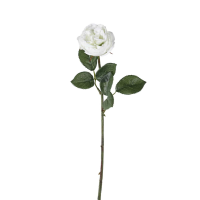 White Rose Stem White 6pk Large