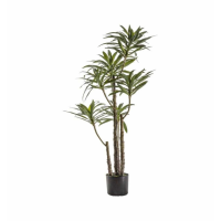 Tree With 6 Heads