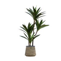 Yucca Green