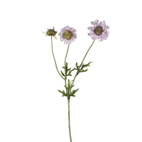 Scabiosa Spray 6pk