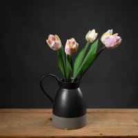 Pink And Green Tulip