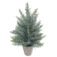 Squat Christmas Fir Tree In Stone Pot