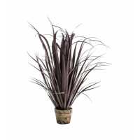 Dracaena Autumn Red