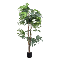 Green Chinese Fan Palm Large