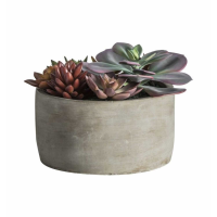 Mixed Succulent Green Pink