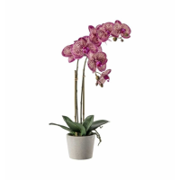 Pink With Ceramic Pot