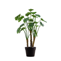 Monsterra Green Small
