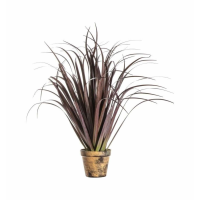 Dracaena Autumn Red