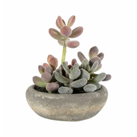 Graptoveria With Cement Bowl Large
