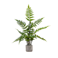 Cream Green Potted Fern in Cement Pot Small