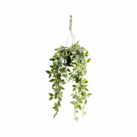Scindapsus Small