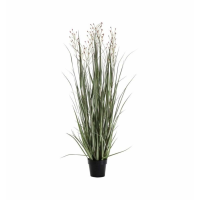 Grass With 3 Heads Green Russet