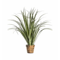 Dracaena Silver Green