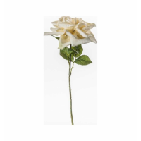 Polyantha Stem White (5pk)