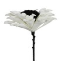 White Foam Single Stem Cabbage Rose Flower