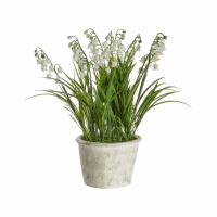 Modern Style Fresh Potted Lily Of The Valley Plant Large Size 33 x 22cm