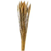 Bouquet Of Dried Tricticum