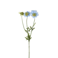 Scabiosa Spray 6pk