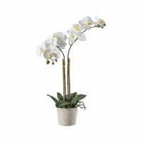 White With Ceramic Pot