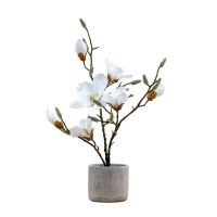 Potted Magnolia White
