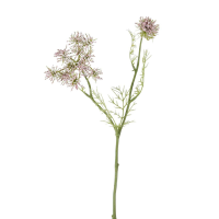 Queen Annes Lace Spray 12pk