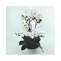 Value 43cm White Real Touch Orchid Flower In Display White Pot