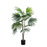 Green Chinese Fan Palm Small