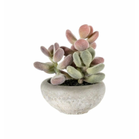 Graptoveria With Cement Bowl Small