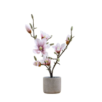 Pink Potted Magnolia Pink