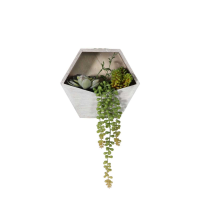Planter with Echeveria Succulent mix