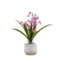 Pink Potted Cymbidium Orchid Pink Small