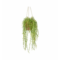 Senecio With Cement Pot