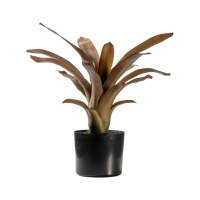 Russet With 21 Leaves